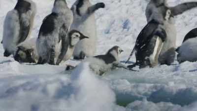Made it. - Frozen Planet II