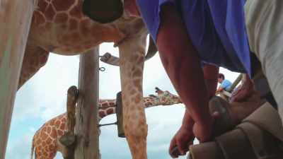 Madison: Sheri and sam, they're
going to look at the bottom - Secrets of the Zoo