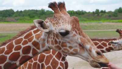Madison: So, this is his foot - Secrets of the Zoo