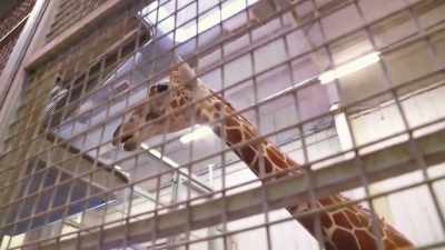 Madison: There's nothing really
concerning that she sees. - Secrets of the Zoo