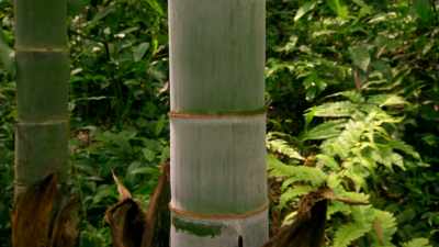 MAE: Bamboo can grow so
high because it contains
a molecule called lignin. - One Strange Rock