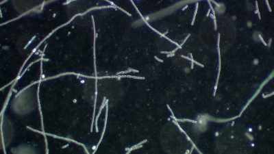 MAE: It's the same
for living cells. - One Strange Rock