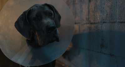MAGGIE: Right? -Yeah, well,
it is kind of awesome - Strays
