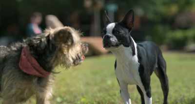 - MAGGIE: Yeah.
- Well, thank you, - Strays