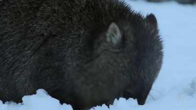 Mainland wombats
are largely nocturnal - David Attenborough's Tasmania