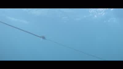 Make it fast! - Jaws