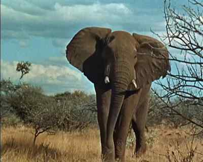 (MAKES ELEPHANT CALL) - Carry On Up the Jungle