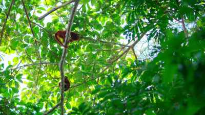 Making a racket, hogging the food... - Tiny World