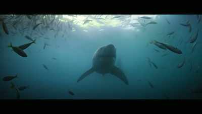 Making juveniles, who haven't
reached breeding age yet, - Envoy: Shark Cull