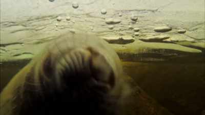 Making it more fun for a playful seal, - Wild Nordic