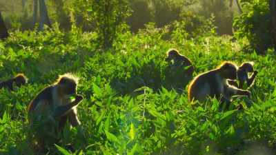 Making sure her family eat
their greens is no problem. - The Secret Lives of Animals
