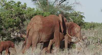 Mala is now so protective
that even Wewe is no longer welcome. - The Elephant Queen