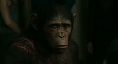 Malcolm. - Dawn of the Planet of the Apes