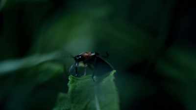 Male fireflies are taking to the air. - Seven Worlds, One Planet