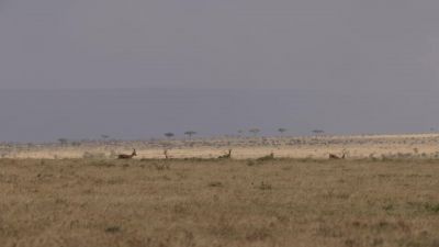 Male Thomson's gazelles. - Chasing the Rains