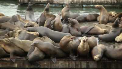 Males are migrating for more food
that's up here. - United States of Animals