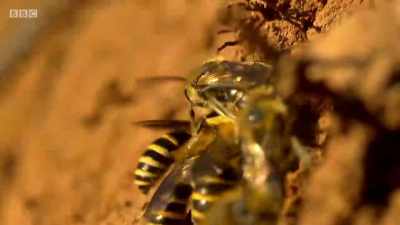 Males pile in from all directions, - Wales: Land of the Wild