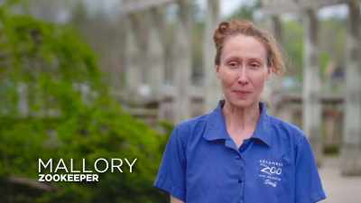 Mallory: Our bond with these
birds is so strong because
we spend, literally, - Secrets of the Zoo