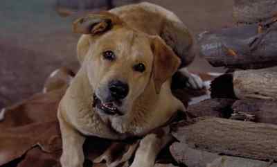Mama? Did you
feed that old dog anything? - Old Yeller
