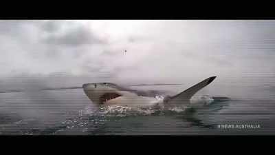 [man 1] The government agrees,
announcing its plans to appeal. - Envoy: Shark Cull