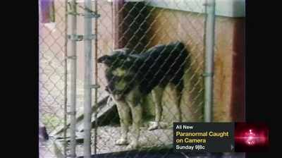 MAN: And even the family's
German shepherd has provided - Devil's Road: The True Story of Ed and Lorraine Warren