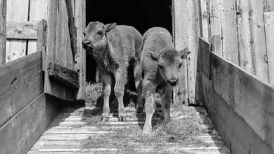 Man as Baynes: I decided that
the time had come to teach them - The American Buffalo