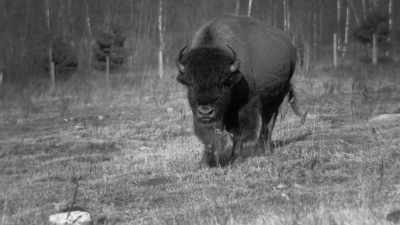 Man as Baynes: Perhaps never
did I feel so much ashamed - The American Buffalo