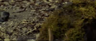 Man: Come on, boy. - O Brother, Where Art Thou?