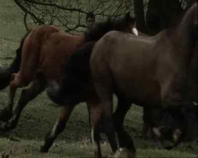 MAN: Does he like horses, then? - A Touch of Frost