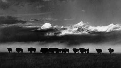 Man as Grinnell:
Their days are numbered, - The American Buffalo