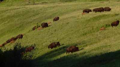 Man as Grinnell:
Up to within a few years ago, - The American Buffalo