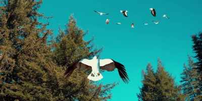 [man grunting]
[eagles screeching] - Birdemic 3: Sea Eagle
