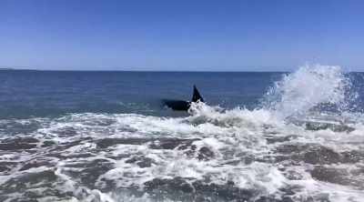 MAN: Holy (bleep) it's
a white shark for sure! - Shark Attack Files