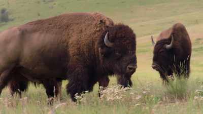 Man: If you see one out grazing,
it looks so slow. - The American Buffalo