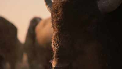 Man: "It is
a melancholy contemplation - The American Buffalo