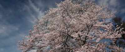 MAN: (SINGING)
Loveliest of trees - Benediction