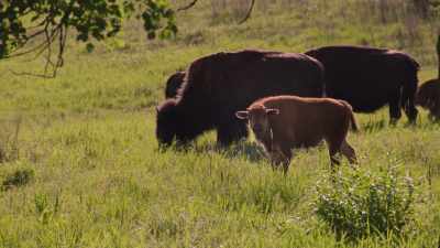 Man: So much of my blood memory
has to do with buffalo. - The American Buffalo
