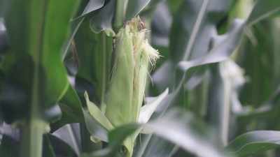 MAN: So USDA upping
its corn price forecast - Killer Cases