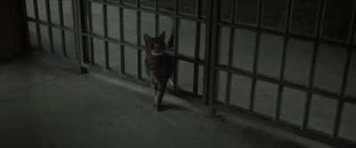 [man] Sunday Justice.
Where you gone, kitty? - Where the Crawdads Sing