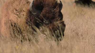 Man: "The old buffalo bulls
called - The American Buffalo