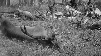 Man: Those guys
first started introducing - The American Buffalo