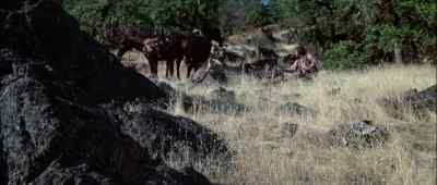 (MAN WHISTLES) - Rooster Cogburn