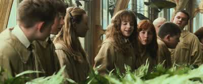Mandrake or Mandragorais used to return those who have been Petrified to their original stateIt's also quite dangerous The Mandrake's cry is fatal to anyone who hears itExcellent Ten points to Gryffindor - Harry Potter and the Chamber of Secrets