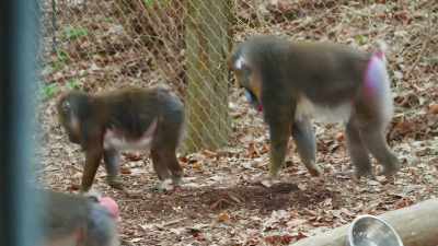 Mandrills live in giant troops, - Secrets of the Zoo