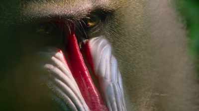 Mandrills see the world
much as we do - Attenborough's Life in Colour