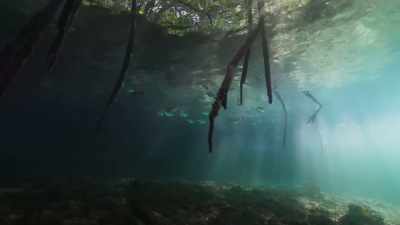 Mangroves are unusually
stable coastal environments, - Planet Earth III