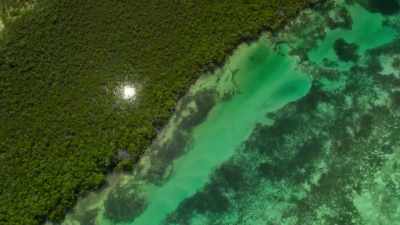 Mangroves often border
the seagrass meadows. - Our Planet