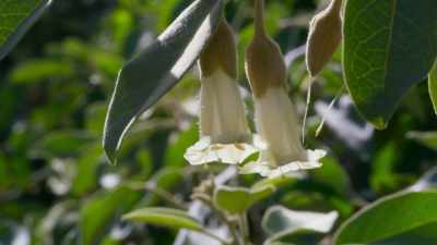 Many are threatened by a plant
invader called Miconia. - The Green Planet