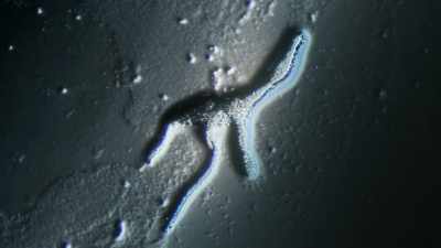 Many cells become one body. - Welcome to Earth