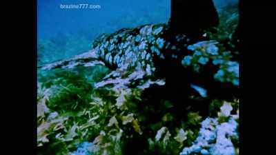 Many harmless species exist, - Becoming Cousteau